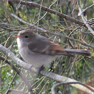 Woodlands Historic Park, VIC, Australia