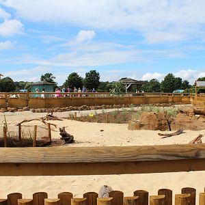 Desert Springs - Completed Yellow Mongoose exhibit
