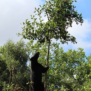 American Black Bear cub half way up a tree