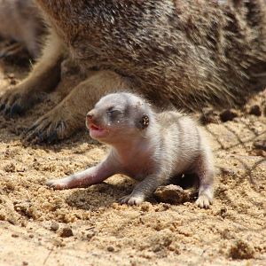 Desert Springs - Very young Meerkat pup