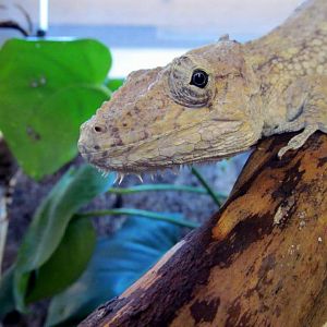 Chamaeleolis barbatus