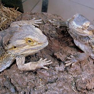 Pogona vitticeps
