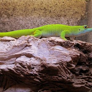 Phelsuma madagascariensis