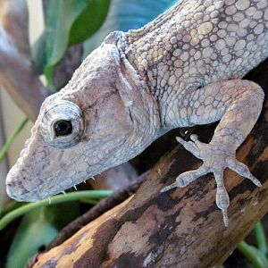 Chamaeleolis barbatus