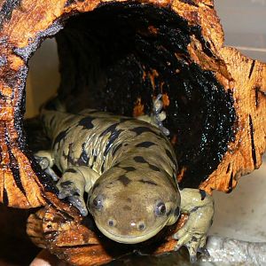 Ambystoma tigrinum
