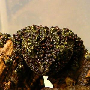 Theloderma corticale