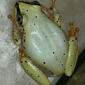 Heterixalus madagascariensis