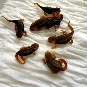 Tylototriton shanjing