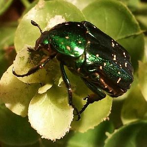 Jul. 2013 - World of the Insect - Tin Foil Beetle