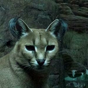 Jul. 2013 - Night Hunters - Caracal