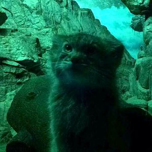 Jul. 2013 - Night Hunters - Pallas' Cat Kitten
