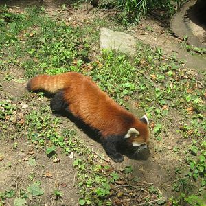 Jul. 2013 - Red Panda