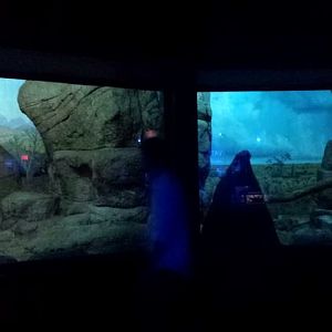 Jul. 2013 - Night Hunters - Fox Exhibits