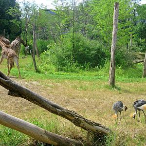 Jul. 2013 - Giraffe Ridge - Masai Giraffes + Grey-crowned Cranes