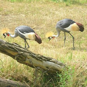 Jul. 2013 - Giraffe Ridge - Grey-crowned Cranes