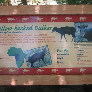 Jul. 2013 - Rhino Reserve - Yellow-backed Duiker Sign