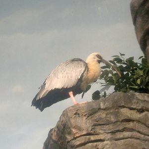 Jul. 2013 - Wings of the World - Black-faced Ibis