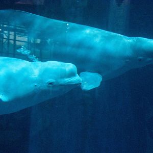 Beluga Whale - Delphinapterus leucas
