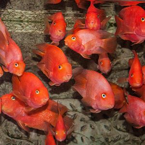 Blood Parrot Cichlid