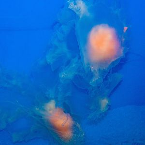 Egg Yolk Jellyfish - Phacellophora camtschatica
