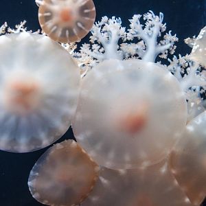 Jellyfish_-_Beijing_Aquarium_-_20130701-2.jpg