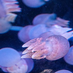 Jellyfish