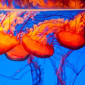 Jellyfish