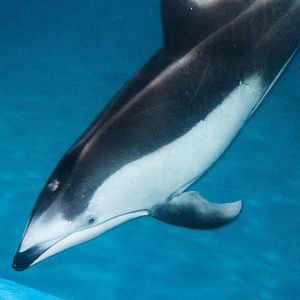 Pacific White Sided Dolphin - Lagenorhynchus obliquidens