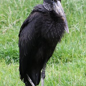African openbill