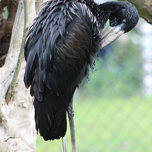 African openbill