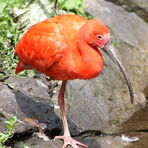 Scarlet ibis