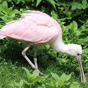Roseate spoonbill