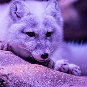 Arctic Fox - Alopex lagopus