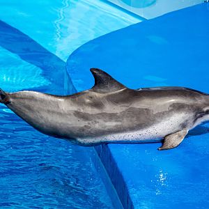 Bottle Nose Dolphin - Dolphin Show