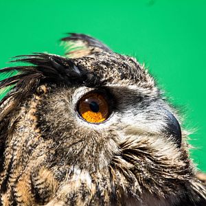Eagle Owl - Bubo bubo
