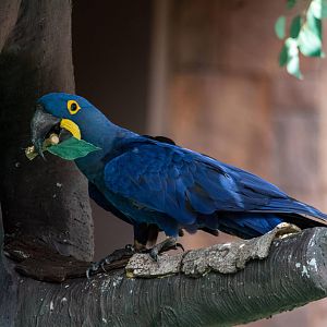 Hyacinth Macaw - Anodorhynchus hyacinthinus