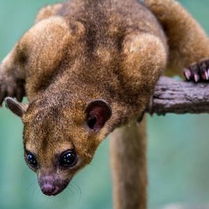 Kinkajou - Potos flavus