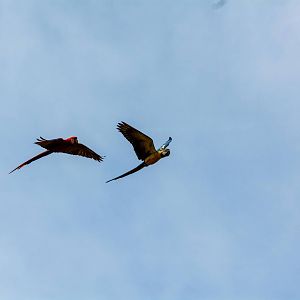 Macaws