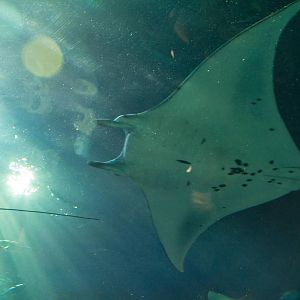 Manta Ray - Manta alfredi
