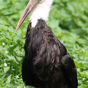 Asian Woolly-necked stork