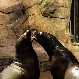 Northern Sea Lion - Eumetopias jubatus