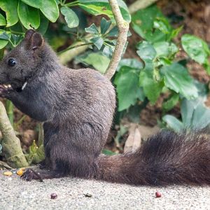Pallas Squirrel - Callosciurus erythraeus