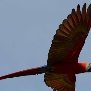 Scarlet Macaw - Ara macao
