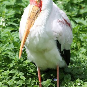 African painted stork