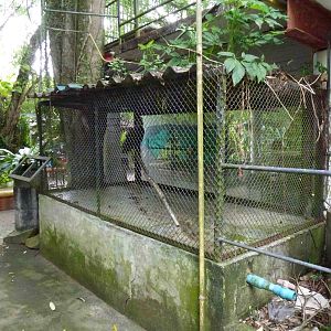 Hornbill cage, June 2013.