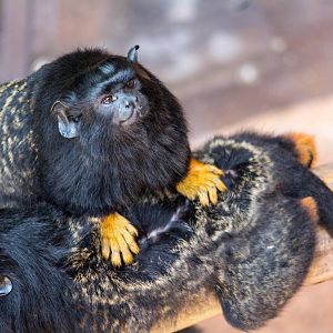 Red Handed Tamarin - Saguinus midas