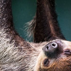 Southern Two Toed Sloth - Choloepus didactylus