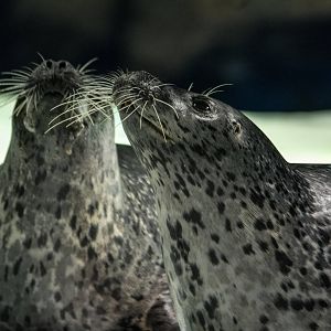 Spotted Seal - Phoca largha