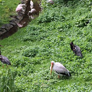 Storks and spoonbills