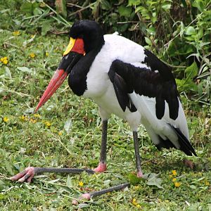 Sattle-billed stork
